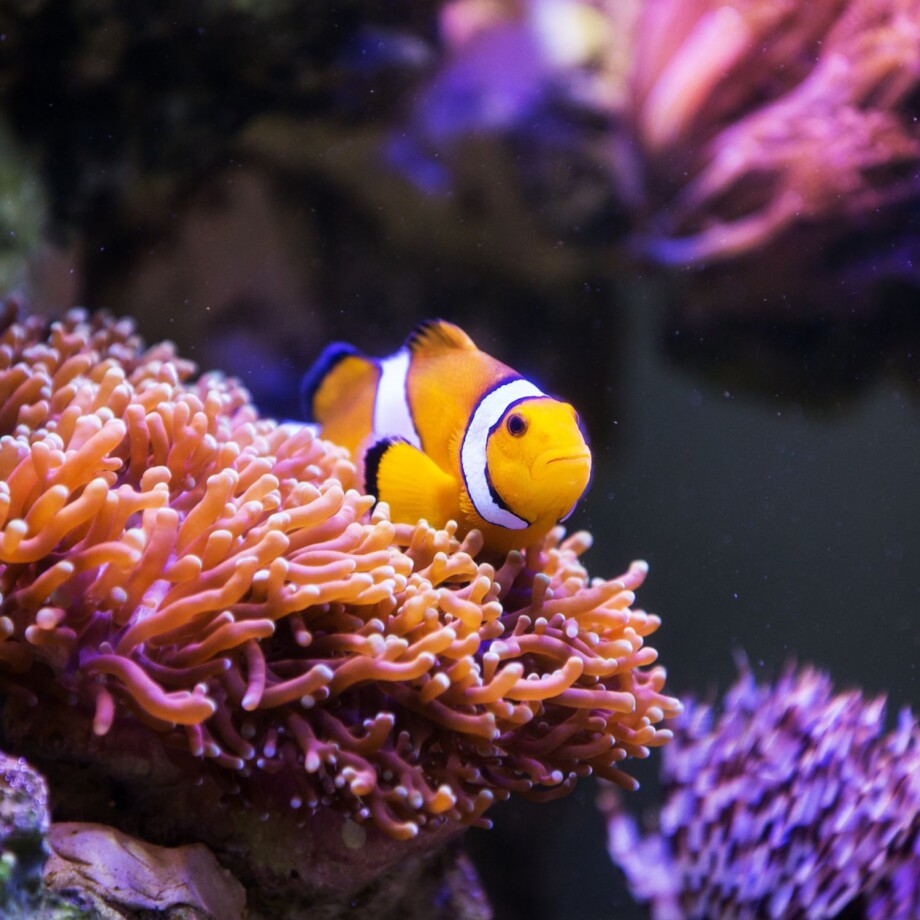 Urlaubsbetreuung fürs Aquarium