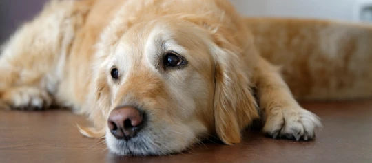 Nahaufnahme eines entspannten Golden Retrievers, der auf einem Holzboden liegt