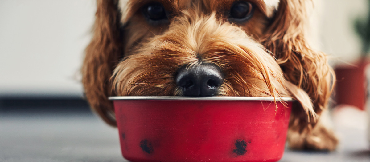 Diabetes_Hundefutter