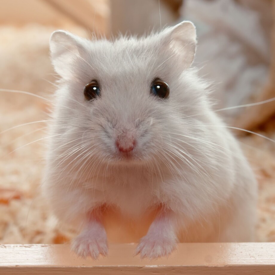 Porträt eines kleinen Hamsters