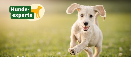 Glücklicher Welpe läuft auf grünem Gras, Hunde-experte-Logo im Hintergrund