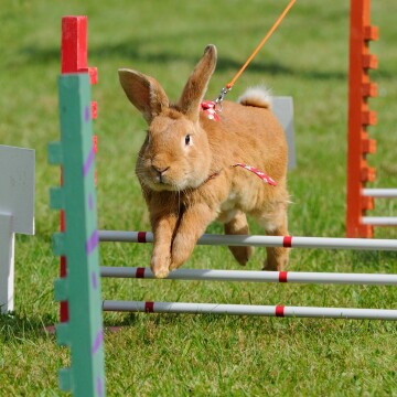 Lapin brun avec harnais rouge sautant un obstacle sur l'herbe verte lors d'une compétition d'agilité pour lapins