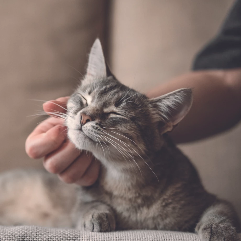 Stress bei Katzen erkennen und vermeiden