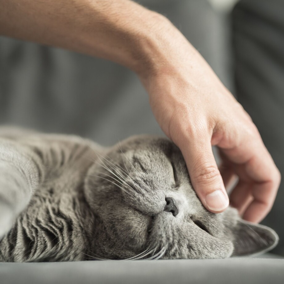 Katze richtig streicheln