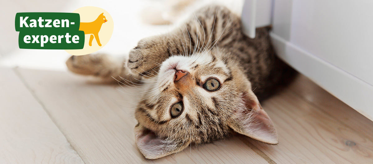 Katzenexperten-Website Neugierige getigerte Katze liegt auf hellem Holzboden, Katzen-experte-Logo im Bild