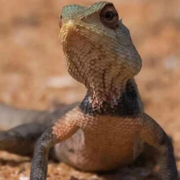 Close-up van een hagedis met gedetailleerde schubben op zanderige grond in natuurlijke omgeving