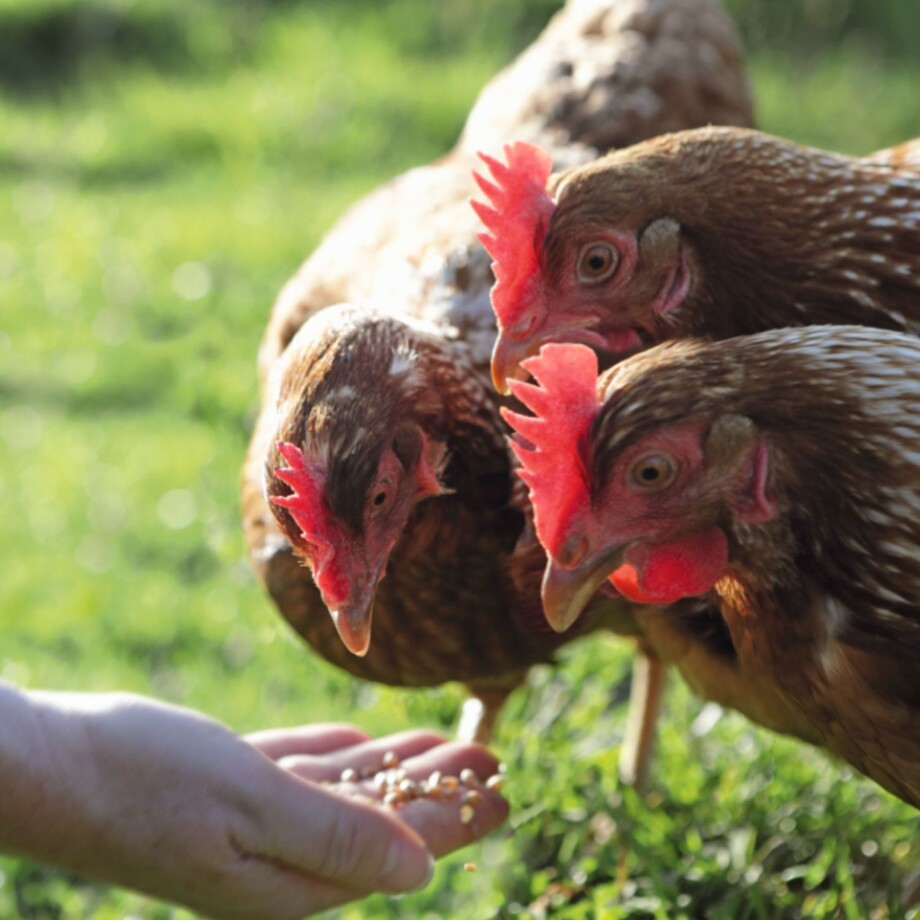 Vogel_Hühner_Fütterung Hühner richtig füttern