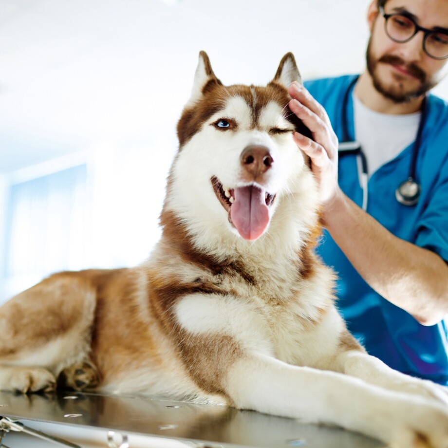 Ein Tierarzt untersucht einen Husky