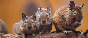 Drei kleine Nagetiere mit braunem Fell und großen Ohren sitzen auf einem Felsen, eines putzt sich, Nahaufnahme