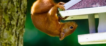 Rotes Eichhörnchen hängt kopfüber an einem Vogelhaus und sucht nach Futter