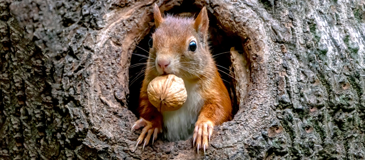Eichhörnchen mit Nuss im Baum
