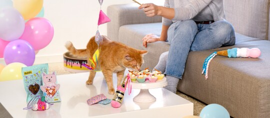 Gemütliche Szene mit einer Person, die mit einer orangefarbenen Katze auf einem grauen Sofa spielt, während die Katze kleine bunte Cupcakes auf einem weißen Tisch schnuppert, umgeben von Katzenspielzeug und bunten Luftballons.