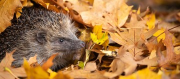 Wildtiere im Garten FRESSNAPF