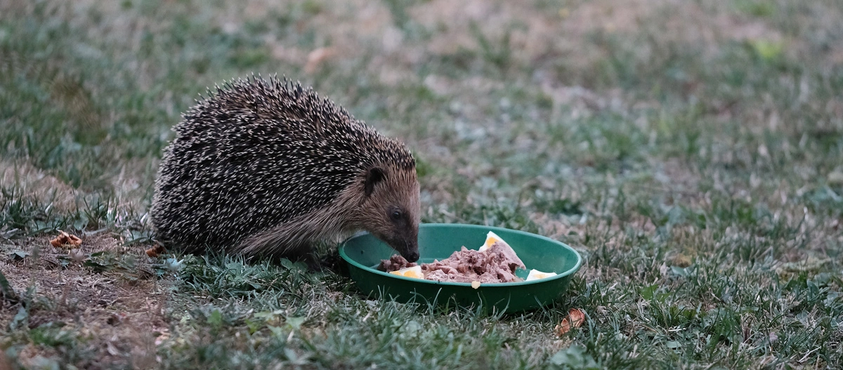 Igel frisst Igelfutter