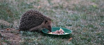 Igel frisst Igelfutter
