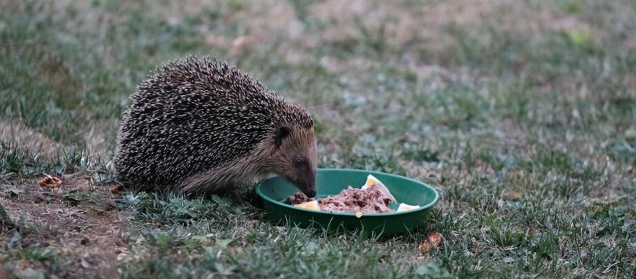 Igel frisst Igelfutter