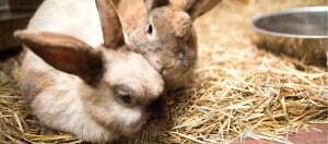 Kaninchen frisst Heu