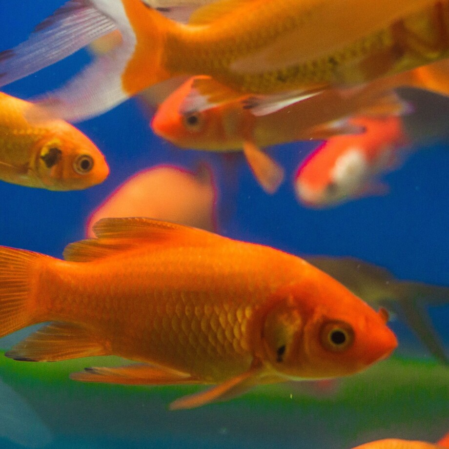 Aqua_Goldfische_ueberwintern Goldfische