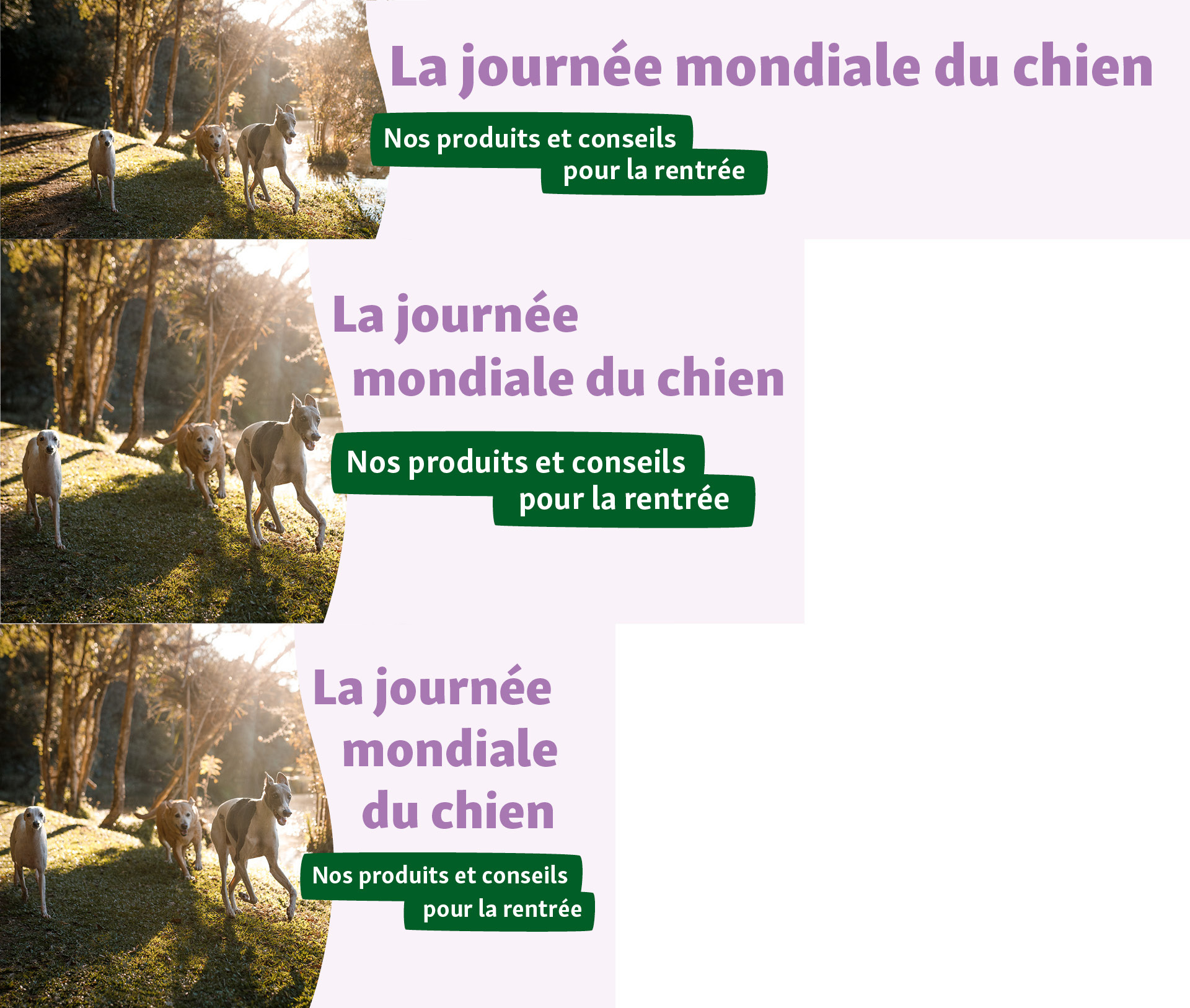 FN_792_FR_DogDay_OS_.PLP_1 Journée mondiale du chien