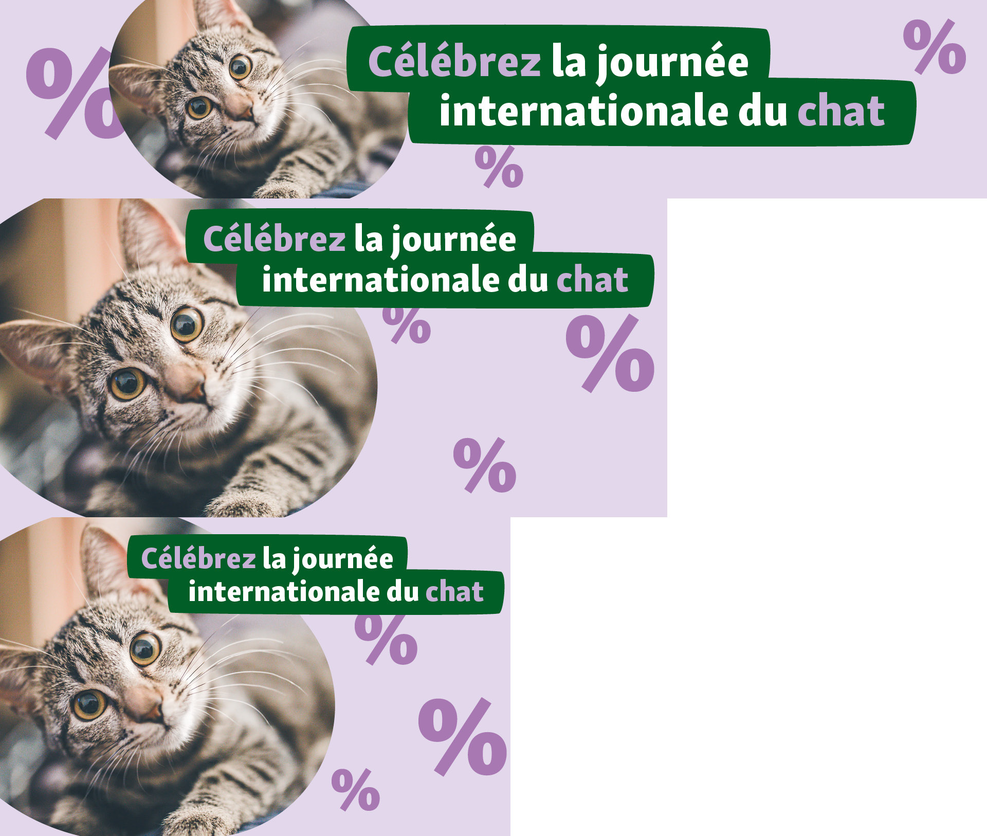 FR_Katzentag_OS_.PLP_1 Celebrez la journee internationale du chat