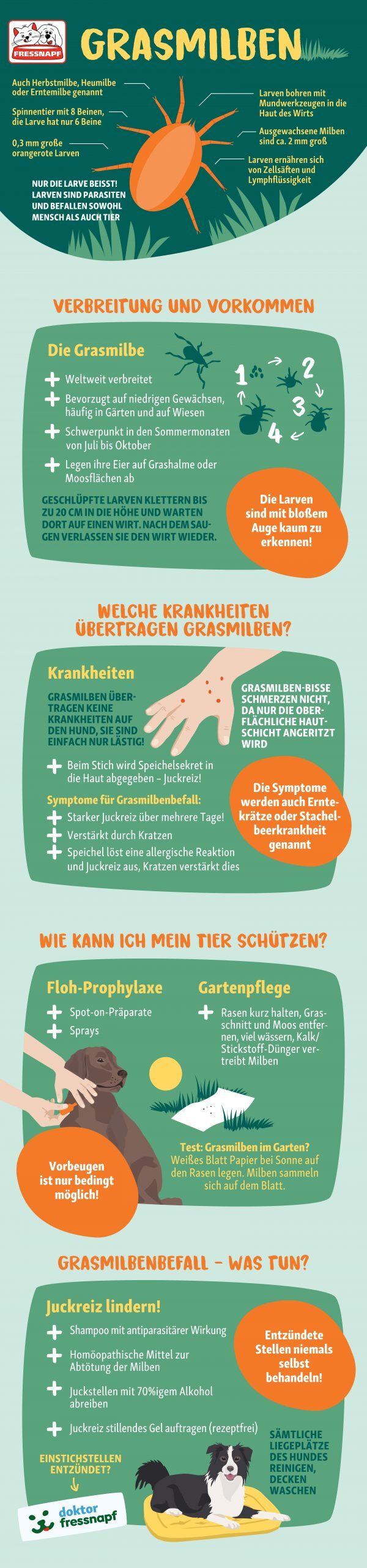 Grasmilben_Infografik_1500x6000px_mobil Infografik Grasmilben beim Hund