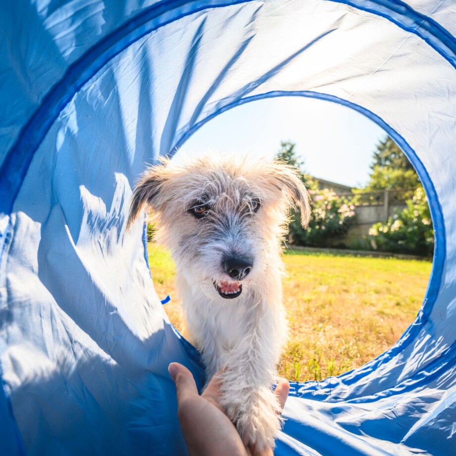 Ein kleiner Hund läuft beim Degility Training durch einen blauen Tunnel