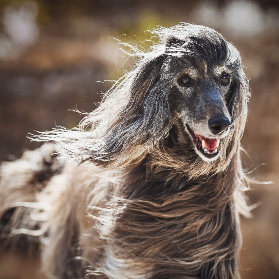 Hund_Fellwechsel Langhaariger Hund