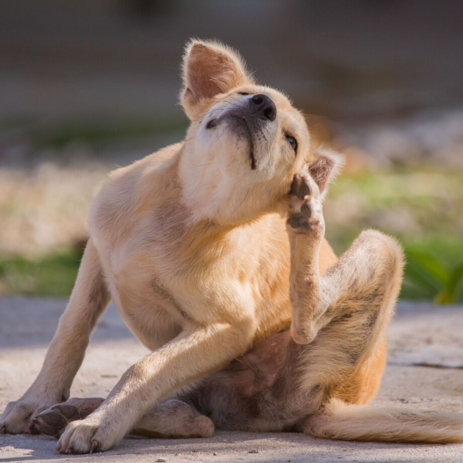 Hund_Grasmilben Ein Hund kratzt sich am Ohr