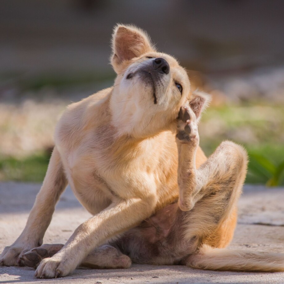 Ein Hund kratzt sich am Ohr