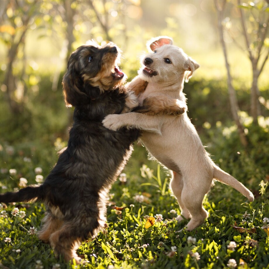 Zwei Hunde spielen im Park