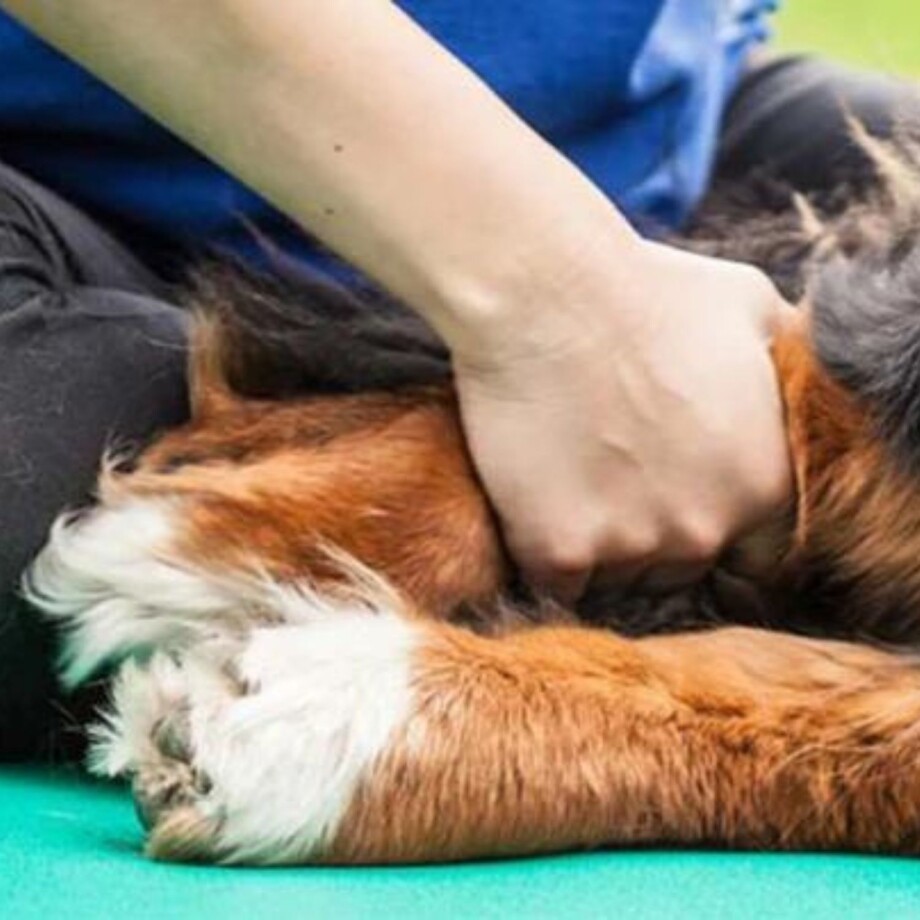 Physiotherapie für Hunde