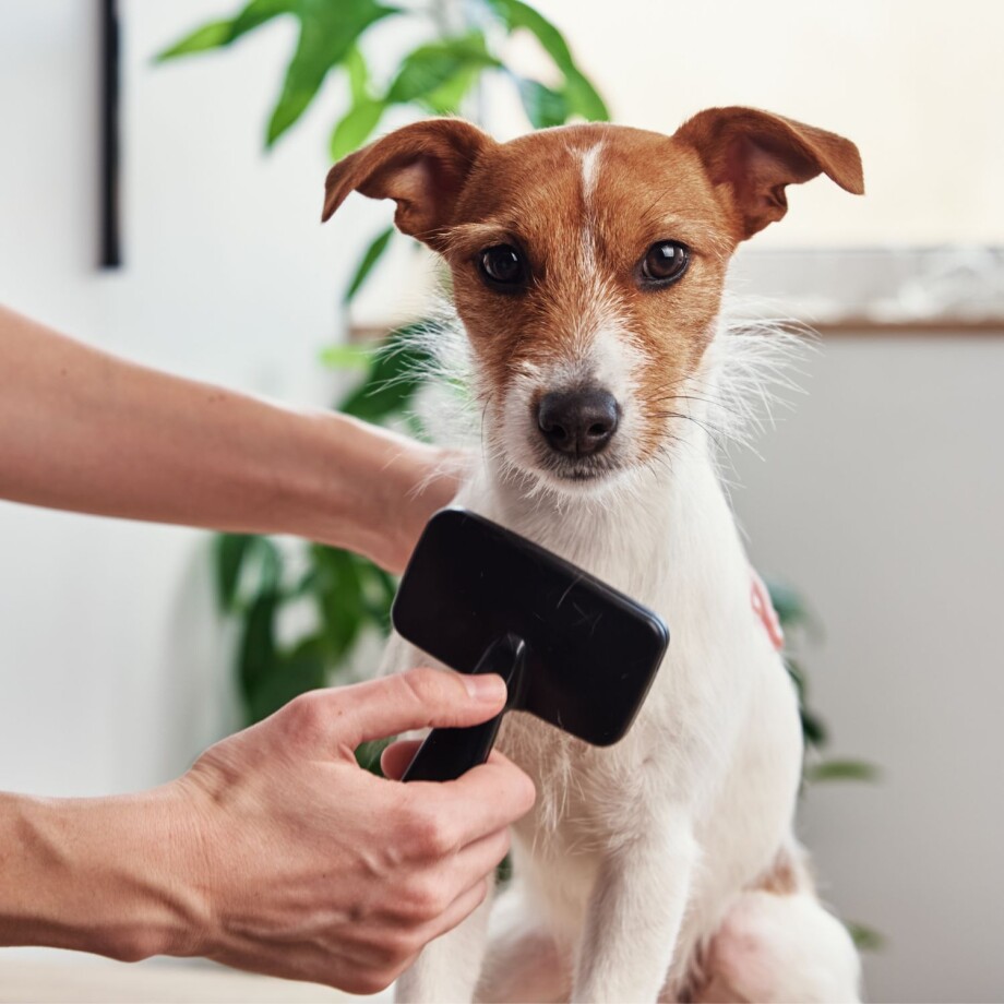 Fellpflege beim Hund