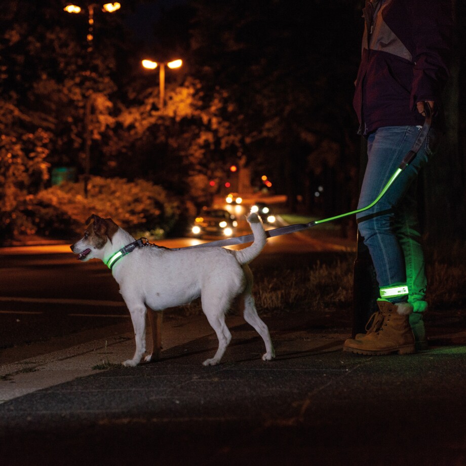 Hund und Mensch gehen Gassi im Dunkeln
