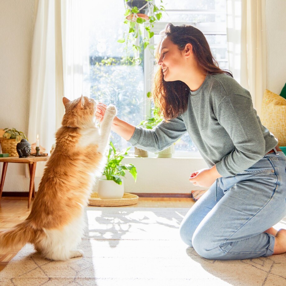 Eine Katze und ihre Halterin beim Clickertraining in der Wohnung