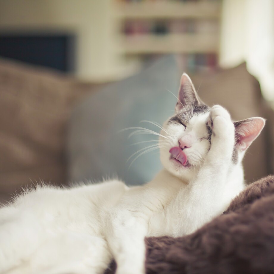 Katze_Fellwechsel Eine Katze putzt sich