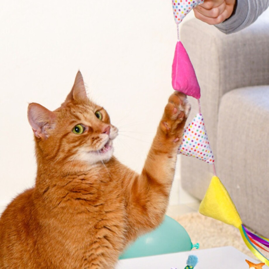 Katze_Katzengeburtstag Eine Katze spielt mit einer Wimpelgirlande