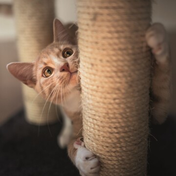 Chat orange et blanc curieux agrippé à un poteau à griffer en sisal beige