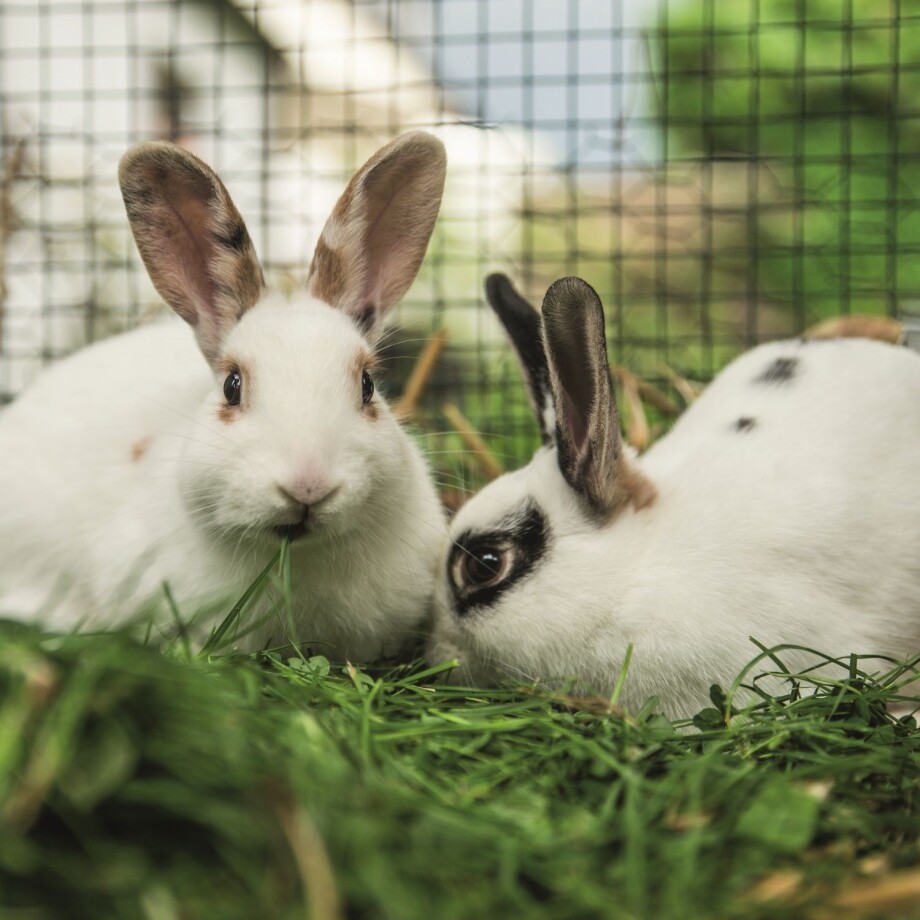 Zwei Kaninchen sitzen im Außengehege