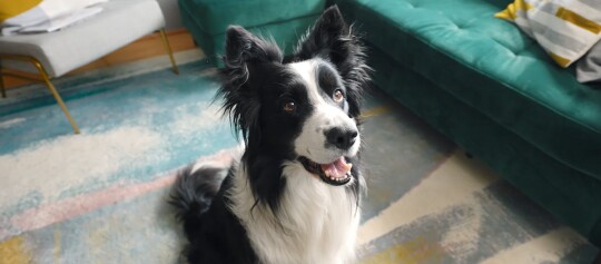 Glücklicher Border-Collie-Hund sitzt auf buntem Teppich im modernen Wohnzimmer