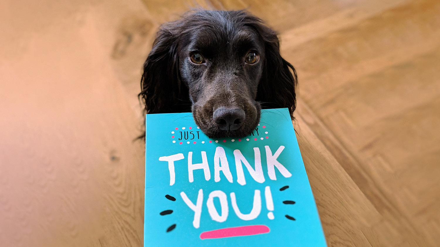 Zwarte hond houdt een blauwe kaart met 