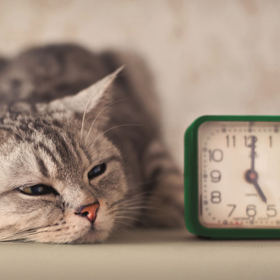 Allgemein_Biorhythmus Eine Katze liegt neben einem Wecker.