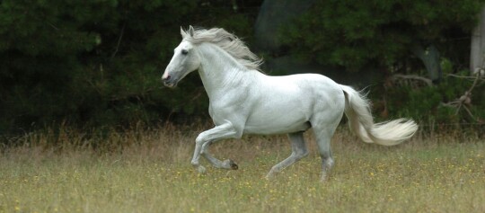 Weißes Pferd galoppiert frei auf einer grünen Wiese vor einem Wald