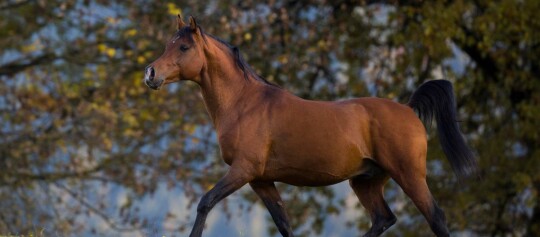 Majestätisches braunes Pferd im Galopp vor herbstlichem Waldhintergrund
