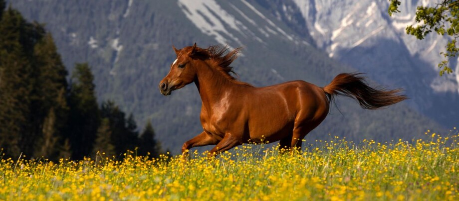 Araber Pferd läuft auf einer Blumenwiese