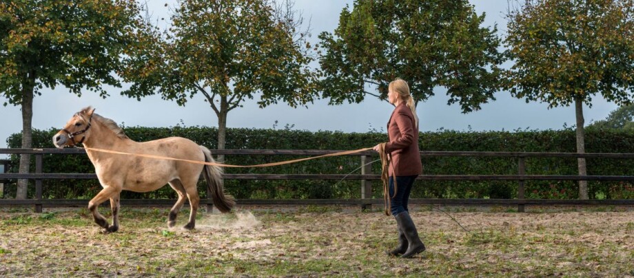 Pferd im Feld