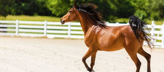 Braunes Pferd mit schwarzer Mähne und Schweif läuft frei in einem Außenreitplatz mit weißem Zaun und grünem Hintergrund.