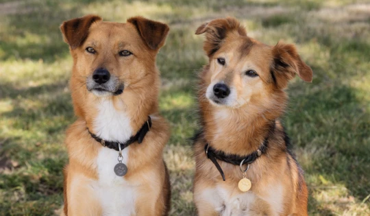 Twee middelgrote roodbruine honden met witte borstvlekken zitten naast elkaar op het gras, beiden dragen zwarte halsbanden met pootafdrukhangers.