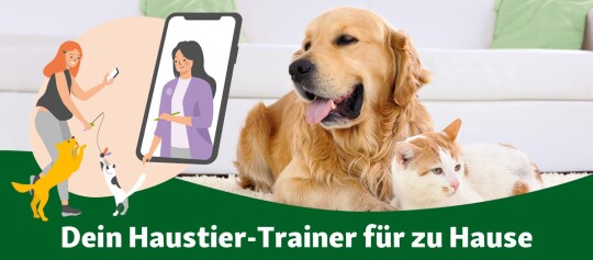 Freundlicher Golden Retriever und Katze liegen entspannt im Wohnzimmer, daneben eine Illustration einer Frau mit Smartphone und einer virtuellen Haustier-Trainerin – Dein Haustier-Trainer für zu Hause.