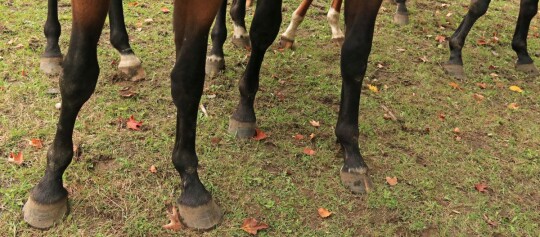 Nahaufnahme von Pferdebeinen und Hufen auf grasbewachsenem Boden mit Herbstlaub