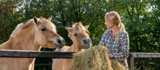 Frau füttert zwei braune Pferde mit Heu auf einem Bauernhof im Grünen